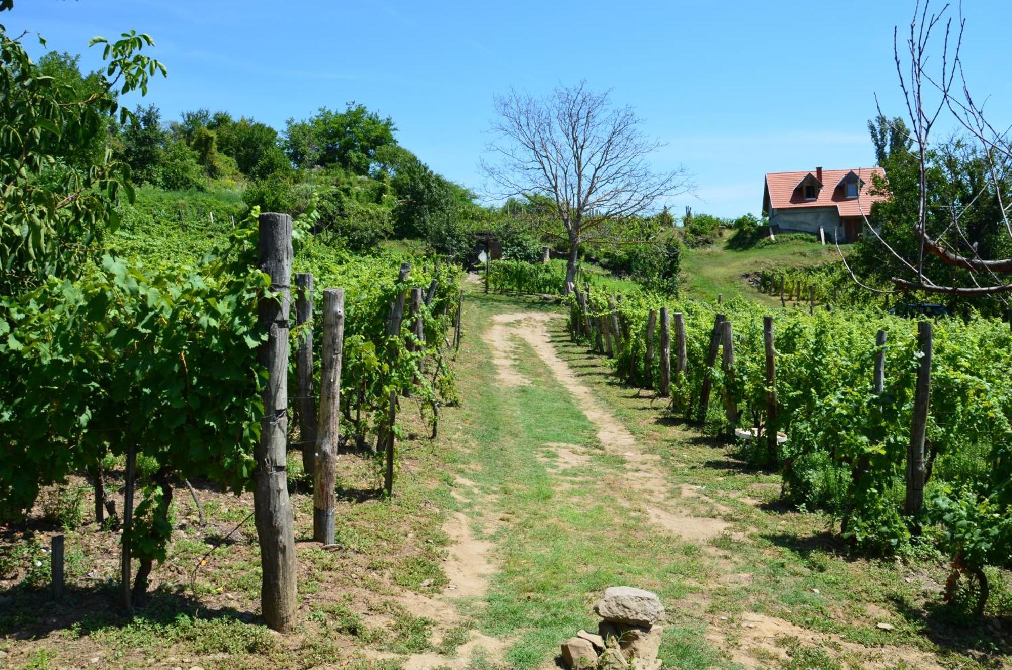 Grand Cru 3. Vendégház Hegymagas Kültér fotó