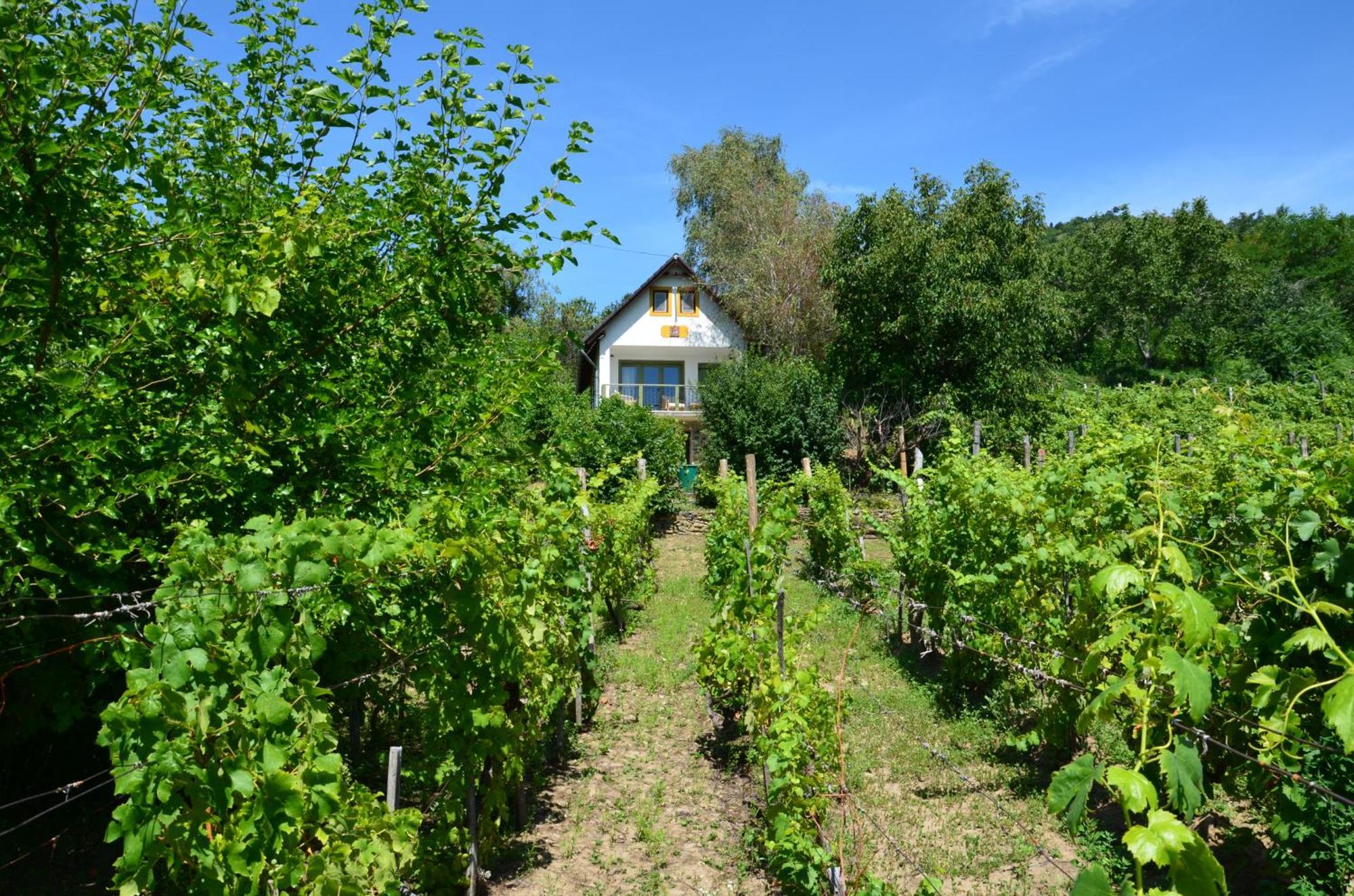 Grand Cru 3. Vendégház Hegymagas Kültér fotó